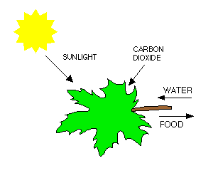 photosynthesis