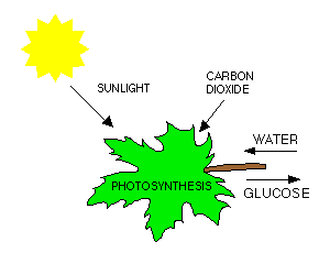 photosynthesis